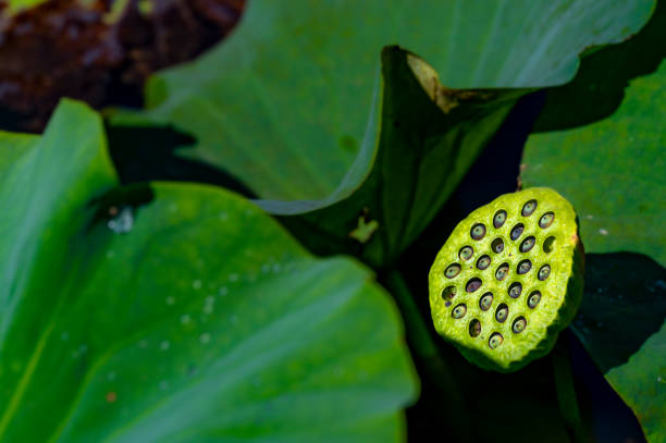 istock Autumn lotus and fruit 1343067435