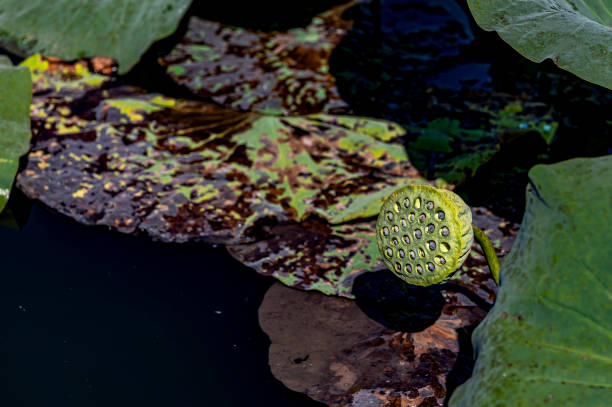 istock Autumn lotus and fruit 1343067500