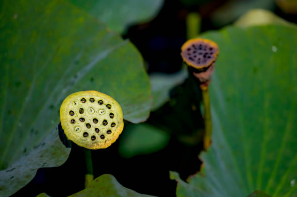 istock Autumn lotus and fruit 1343067559