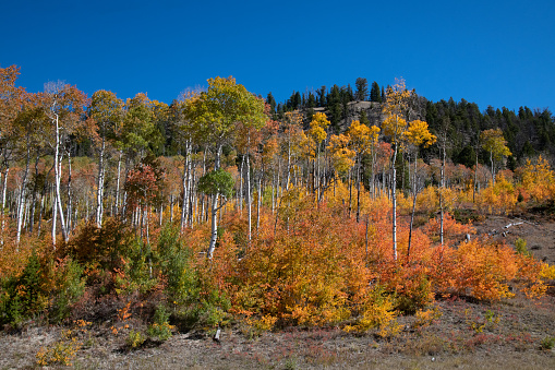 Autumn colors in western Wyoming Trees of orange and gold. Nearest communities are Jackson Hole, Moran and Dubois Wyoming in western USA.