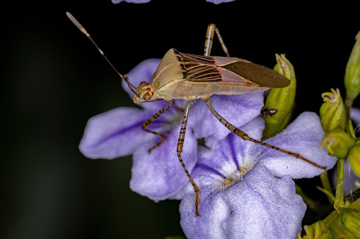 Grasshopper on flower Tuesday, Sept. 20, 2022.