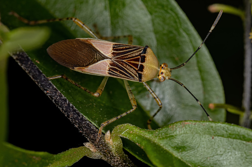 Adult Leaf-footed Bug of the Genus Hypselonotus
