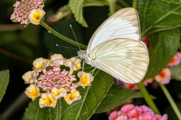 istock Adult Great Southern White Butterfly 1343070222
