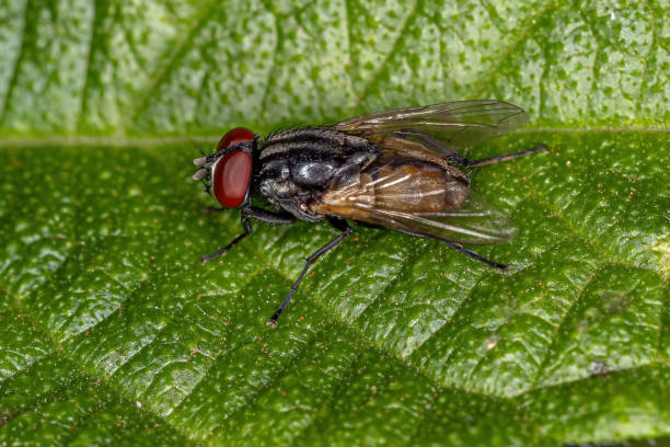 istock Adult House Fly 1343070242