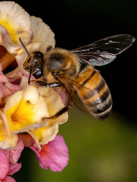 istock Adult Western Honey Bee 1343070268