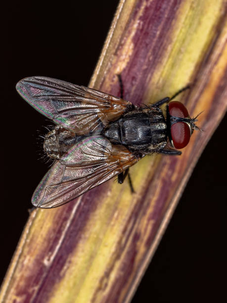 istock Adult House Fly 1343070312