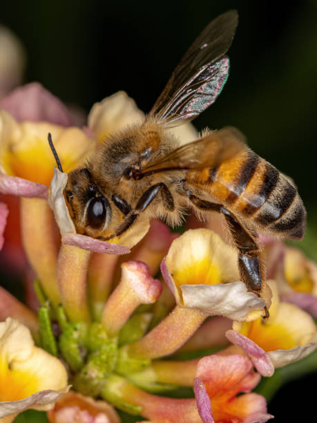 istock Adult Western Honey Bee 1343071575