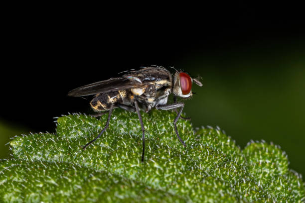istock Adult Brachyceran Fly 1343071713