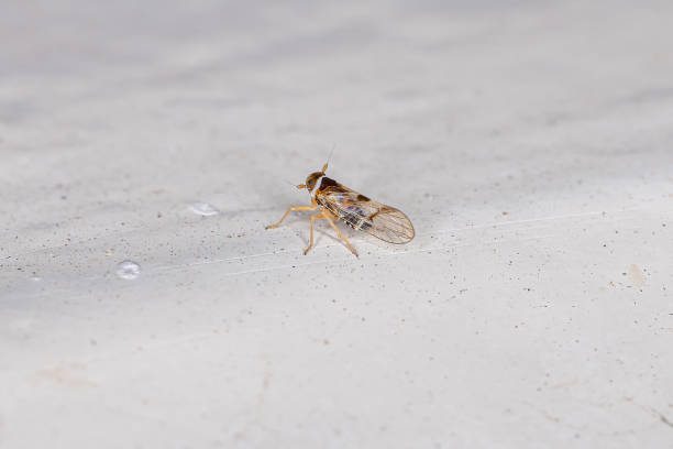istock Adult Planthopper Insect 1343071724
