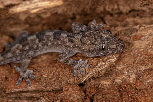 istock Tropical House Gecko 1343071747