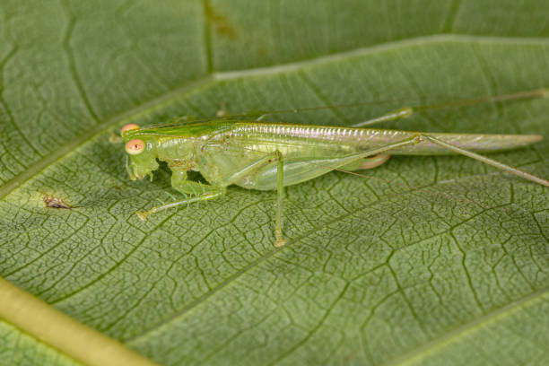 istock Adult Quiet-calling Katydid 1343071753