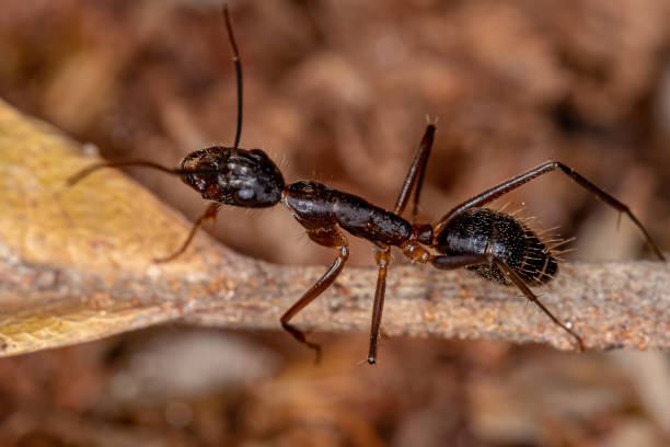 istock Adult Female Carpenter Ant 1343071777