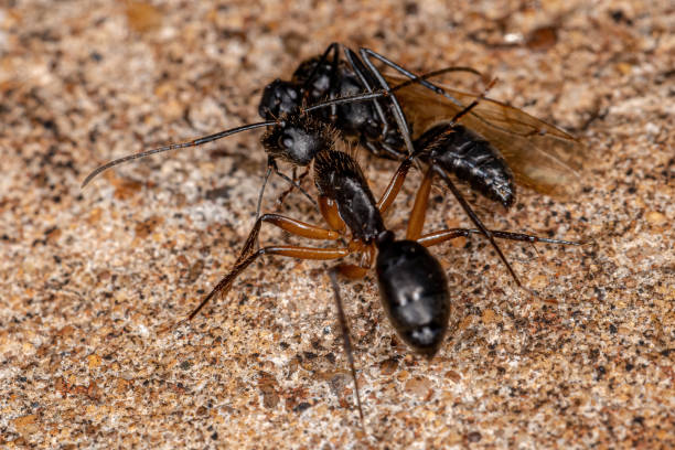istock Adult Female Carpenter Ant 1343071913