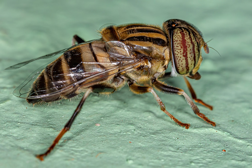 Horsefly or gadfly on white background, extreme close-up
