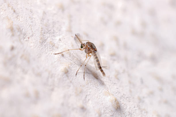 Adult Non-biting Midge of the Family Chironomidae