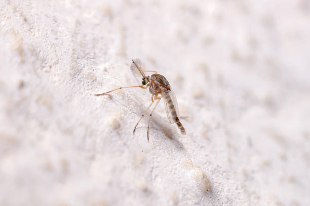 Adult Non-biting Midge Adult Non-biting Midge of the Family Chironomidae midge fly stock pictures, royalty-free photos & images