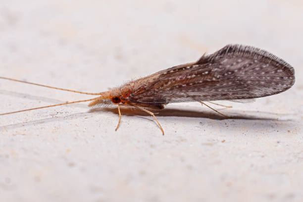 istock Adult Caddisfly Insect 1343071954