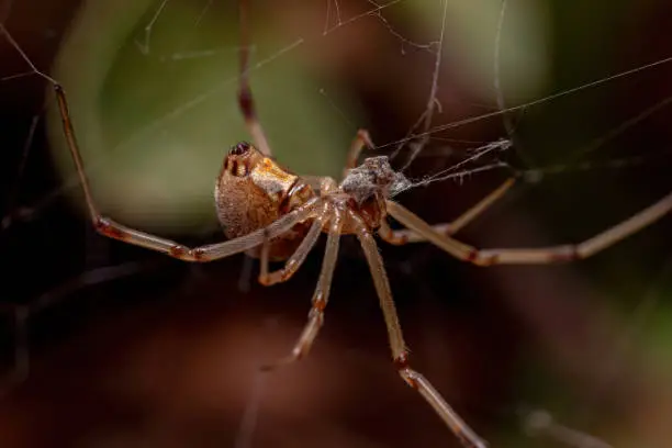 Female Brown Widow of the species Latrodectus geometricus