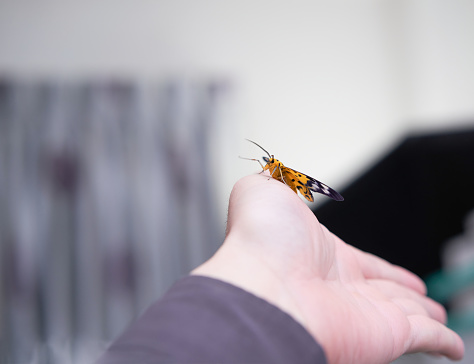 pet butterfly on hand finger in room