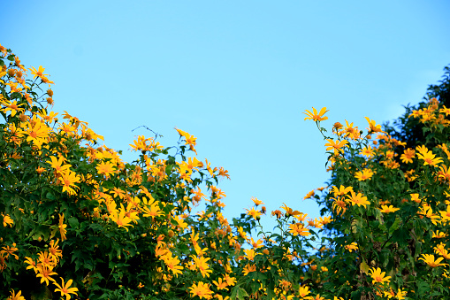 Names include Japanese Sunflower, Mexican Sunflower, Marigold Tree,  Tithonia diversifolia, Asteraceae. A hardy plant, invasive, and considered a noxious weed in Queensland and New South Wales, Australia.