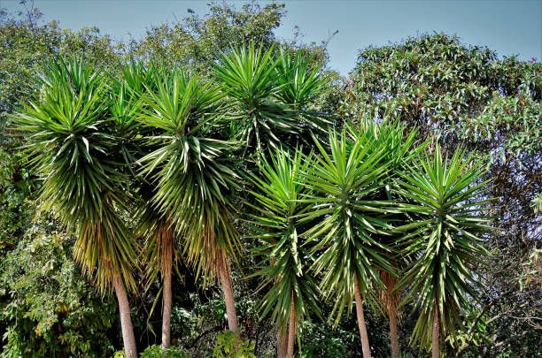 istock Yuccas in the sun in the field 1343076306