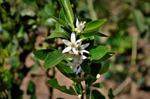 istock The white orange blossom in the backyard 1343076401