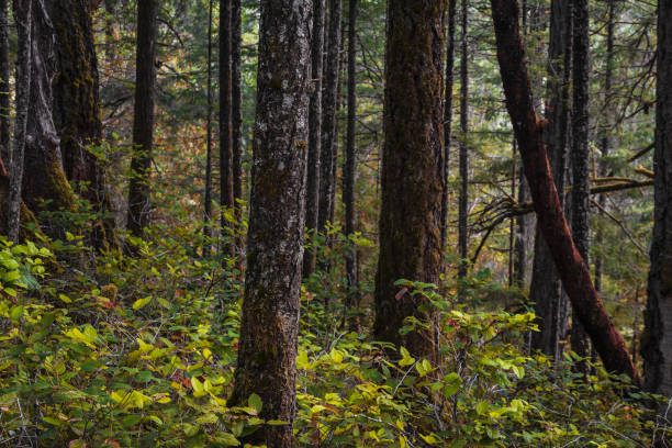 istock Vancouver Island Woodland 1343076628