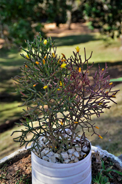 Vase with erect rhipsalis flowers