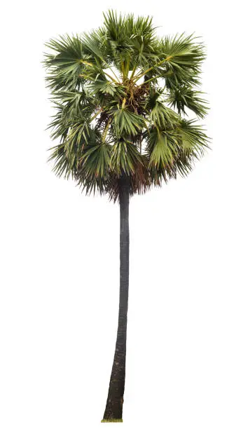 Photo of sugar palm tree isolated on white background.