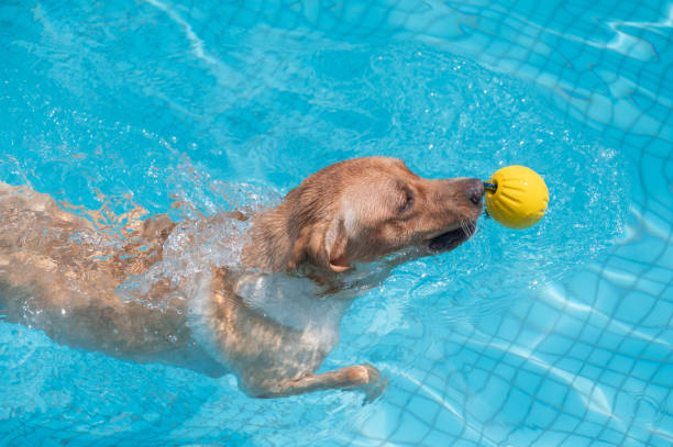 istock Labrador Retriever swimming in the pool 1343077406