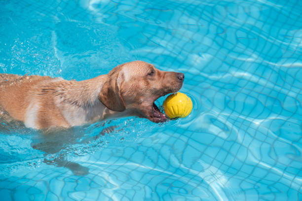 istock Labrador Retriever swimming in the pool 1343077407