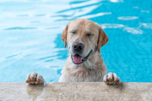 labrador retriever szczęśliwie bawiący się w basenie - lap pool zdjęcia i obrazy z banku zdjęć