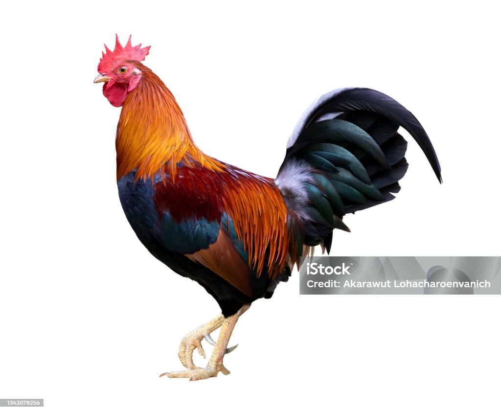 Colorful free range male rooster isolated on white background with clipping path Colorful free range male rooster isolated on white background for design usage with clipping path Rooster Stock Photo