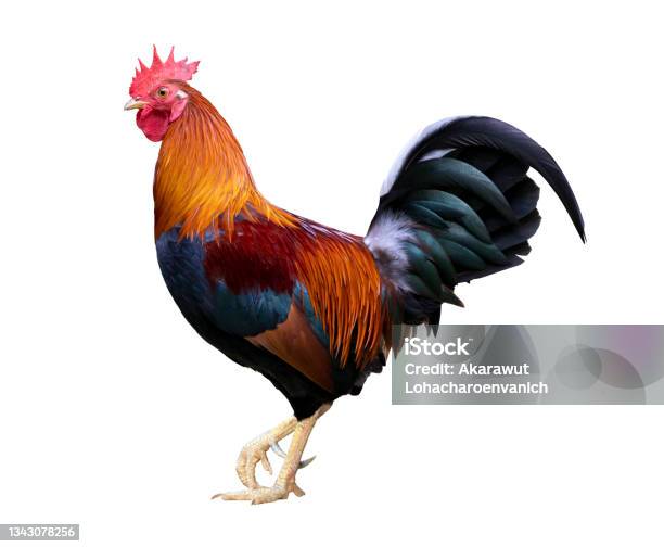 Colorful Free Range Male Rooster Isolated On White Background With Clipping Path Stock Photo - Download Image Now