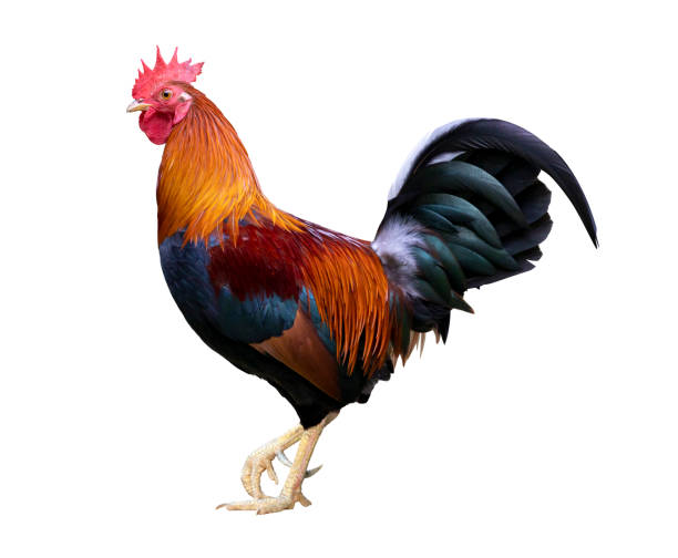 colorful free range male rooster isolated on white background with clipping path - livestock beautiful image beak imagens e fotografias de stock