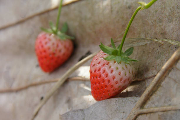 strawberries in the garden stock photo