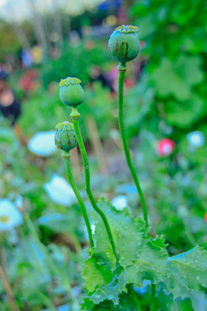 Opium flower Detail of the white Poppy-heads stock photo