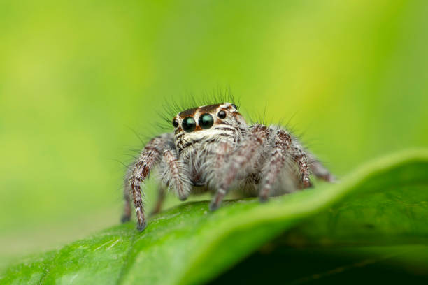 Jumping spider on leaf, Carrhotus viduus, Satara, Maharashtra, India
