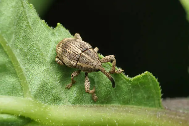 Elephant weevil , Orthorhinus cylindrirostri, Satara, Maharashtra, India