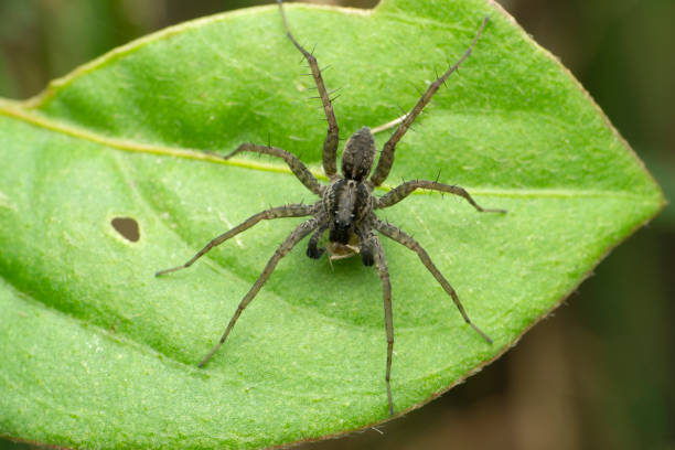 istock Funnel web wolf spider, Lycosa species, Satara, Maharashtra, India 1343082606