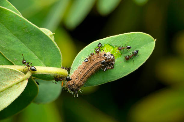 istock Ants hunting moth catterpiller, Satara, Maharashtra, India 1343082625