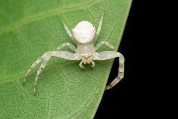istock White crab spider, Thomisus spectabilis, Satara, Maharashtra, India 1343082629