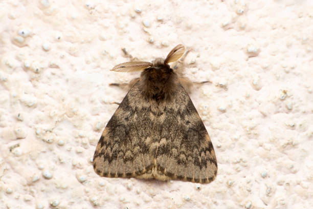 Winter moth, Operophtera brumata, Satara, Maharashtra, India