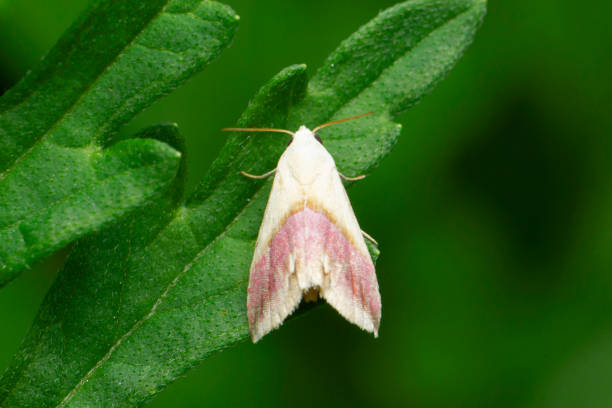 rosy kartierte motte, dryocampa rubicunda, satara, maharashtra, indien - moth silk moth night lepidoptera stock-fotos und bilder