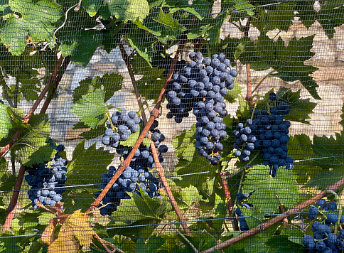 Bunches of grapes in the vineyard protected against hail net.