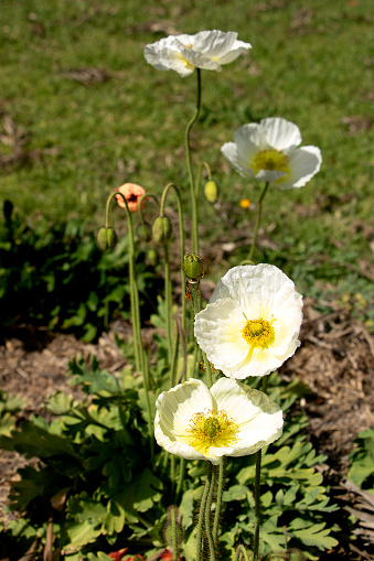 White Poppies growing in a country garden with focus on two flowers in the foreground. New buds and remains on spent flowers also in the image.