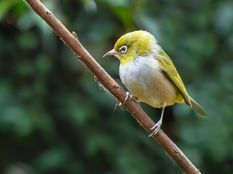 The Silvereye, Zosterops lateralis, is a small bird with a conspicuous ring of white feathers around the eye. In Western Australia, where this example was photographed, they have yellowish olive, rather than grey, backs.