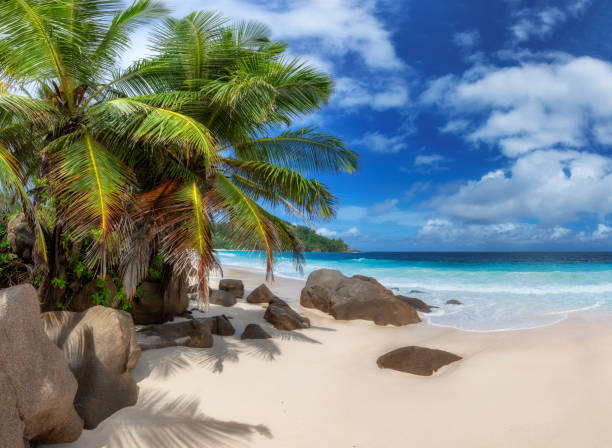 istock Paradise sandy beach with coconut palms in Seychelles island 1343086603