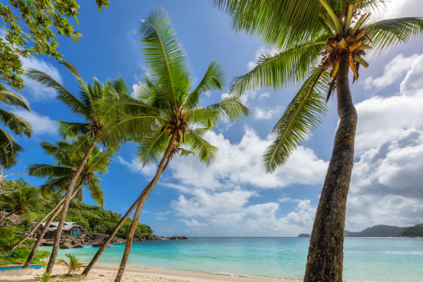 istock Palm trees on tropical beach 1343086886