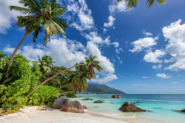 istock Paradise Sunny beach with coco palms and tropical sea. 1343086936